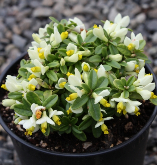 Picture of Polygala chamaebuxus