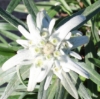 L. a. 'Mont Blanc'