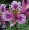 Main bloom in June