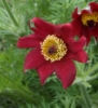 Picture of Pulsatilla vulgaris 'Rote Glocke'