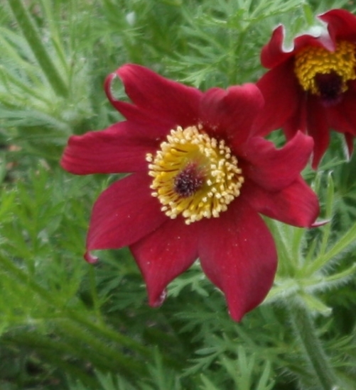 Picture of Pulsatilla vulgaris 'Rote Glocke'