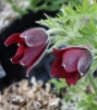 Picture of Pulsatilla vulgaris 'Rote Glocke'