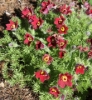 Picture of Pulsatilla vulgaris 'Rote Glocke'