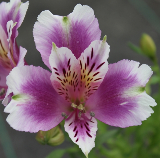 Picture of Alstroemeria EP.LXV