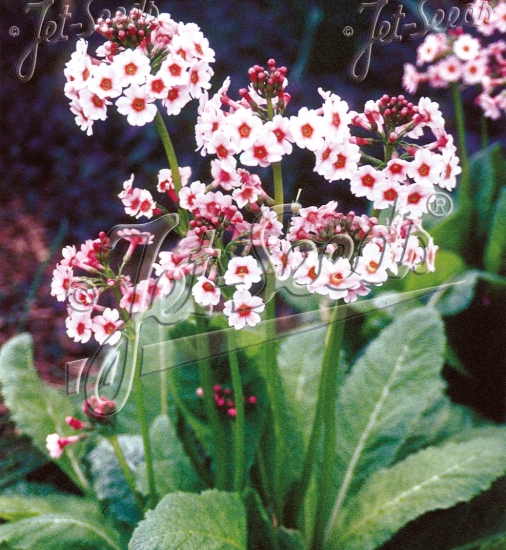 Picture of Primula japonica 'Apple Blossom'