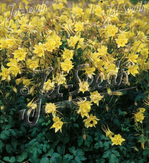 Picture of Aquilegia chrysantha