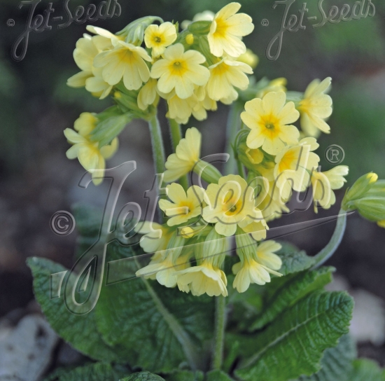Picture of Primula elatior