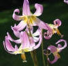 Picture of Erythronium 'Walter Blom Hybrids' BR