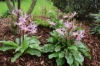 Picture of Erythronium 'Walter Blom Hybrids' BR