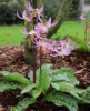 Picture of Erythronium 'Walter Blom Hybrids' BR