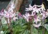 Picture of Erythronium 'Walter Blom Hybrids' BR