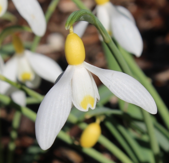 Picture of Galanthus 'Primrose Warburg' BR