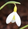 Picture of Galanthus plicatus 'Wendy's Gold'