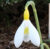 Picture of Galanthus plicatus 'Wendy's Gold'