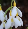 Picture of Galanthus plicatus 'Wendy's Gold'