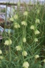 Picture of Fritillaria thunbergii BR